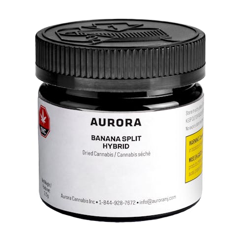 Aurora - Banana Split - DRIED FLOWER