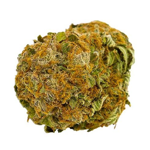 Sensi Star