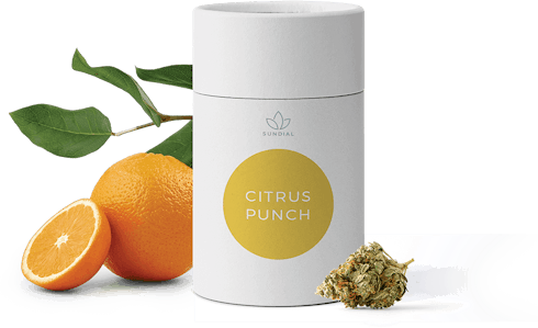 Sundial Citrus Punch - Citrus Punch 3.5g Dried Flower