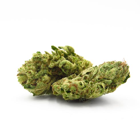 GRASSLANDS SATIVA