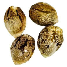 Black Domina Feminized Seeds 4 Pack - Camp River Cannabis