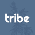 Concentrate - Tribe 1g Live Sugar Power Plant (Sativa) by Tribe Collective LLC 