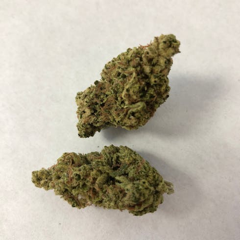 ChemDawg