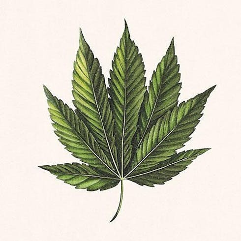 Durban Poison (S)