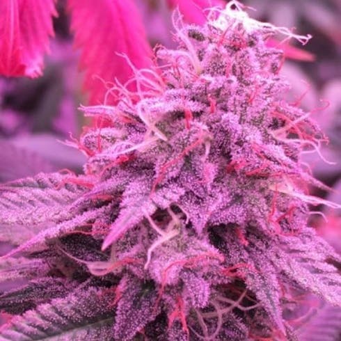Euphoria CBD by Maine Grown
