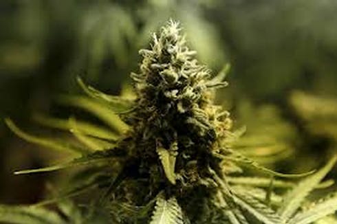 Hawaiian Haze