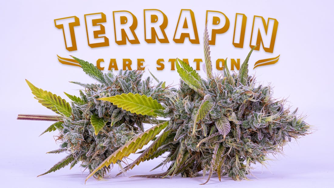 Terrapin Care Station - Broadway - Denver