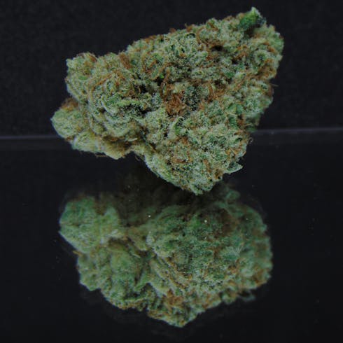 Blueberry Cheesecake (Short's Blueberry x UK Cheese) *Hybrid/Sativa
