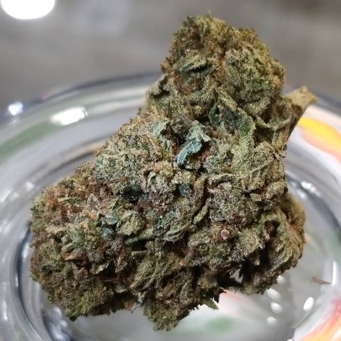 Silverback Gorilla