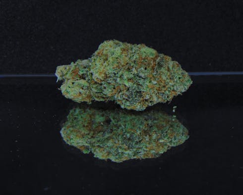 Animal Punch (Animal Cooks X Purple Punch) *Indica Hybrid