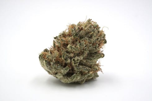 Snow Monster (Pre Packed )