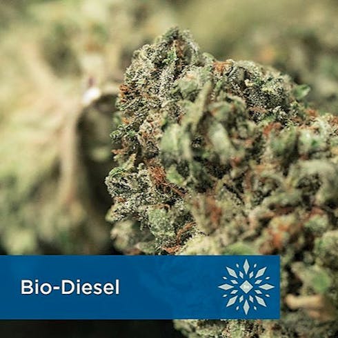 Bio-Diesel