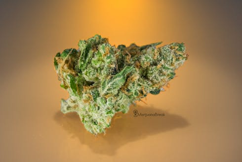 Mimosa