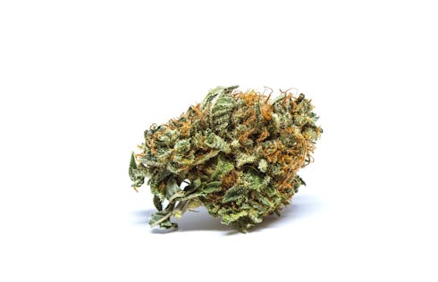 Critical Mass by Cannabis Nation