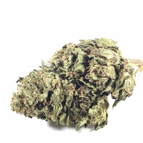 Star Astro (Outdoor)