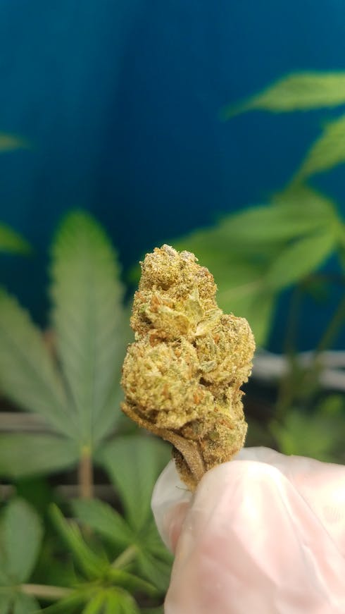 GSC (f.k.a. Girl Scout Cookies) (TAX INCLUDED)