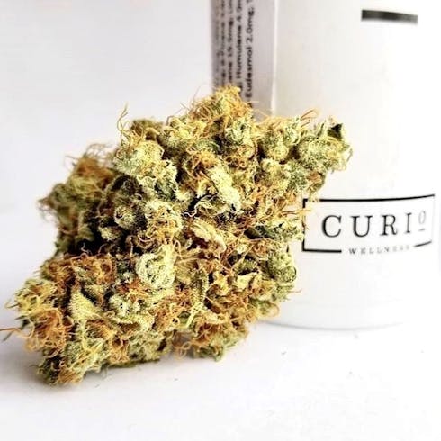 Curio Wellness - Carolina