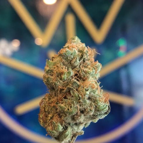 KING TUT (TAX INCLUDED)