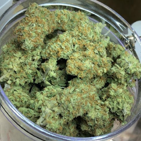 Orange Skunk