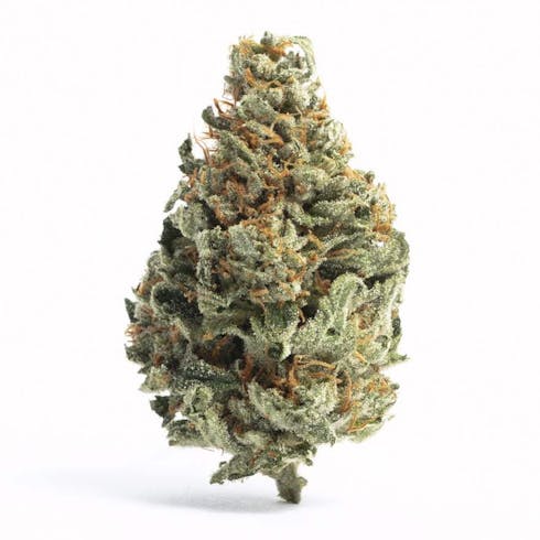 Chocolope (Sativa)