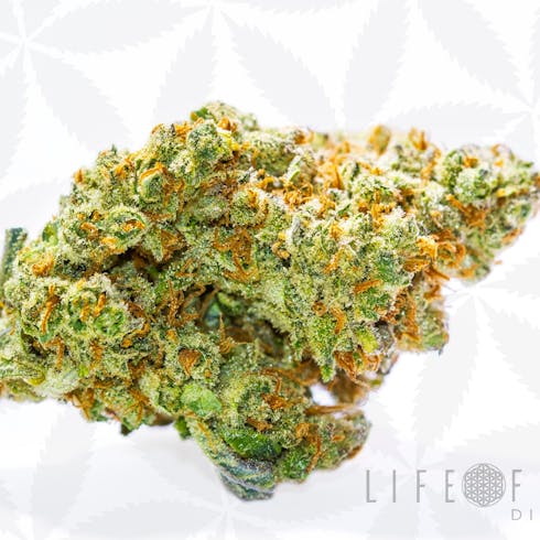 MED 21+ Orange Blossom Express (S/H)