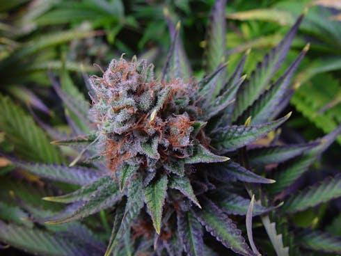 Blue Dream - Premium