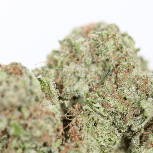 REC 21+ Ghost Memory OG (I)