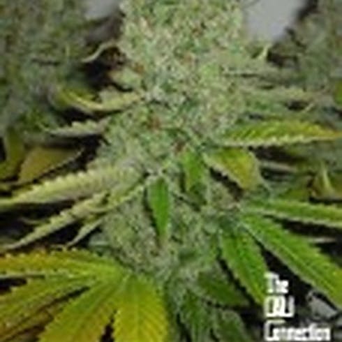 SFV OG KUSH Fem 6 pack