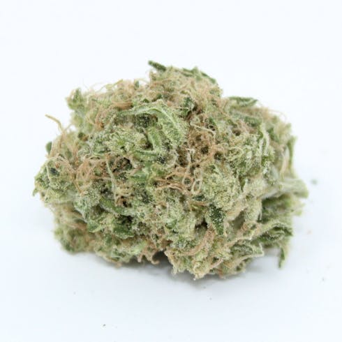 Gelato 41 x Dosidos by Cannabis Nation