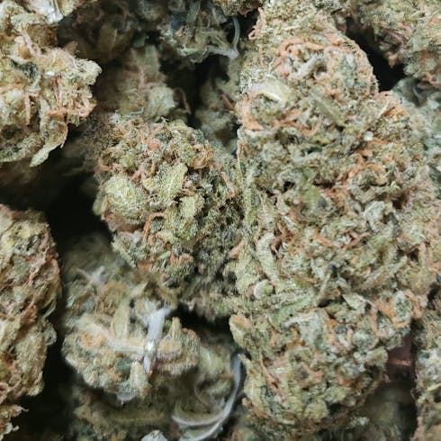Kimbo Kush
