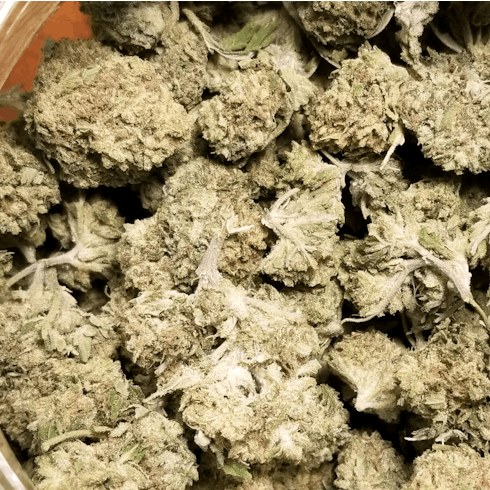 Critical Kush (Grizzly