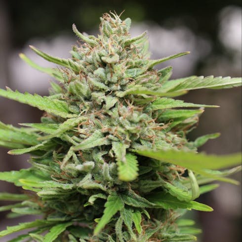 Magic Melon by Happy Healing Farms
