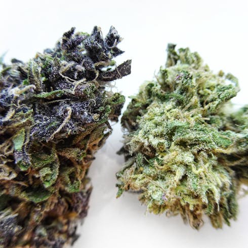 Pinkleberry Wonder by Green Source Gardens