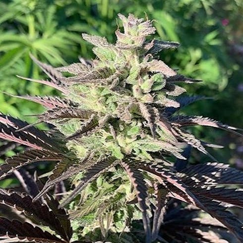 Velvet Glove ( Herbal Dynamics )