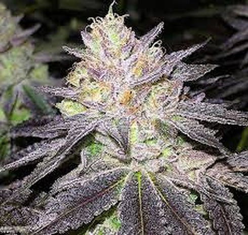 Glue Cookies