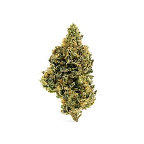 COOKIE STOMPER (50%/50%) H