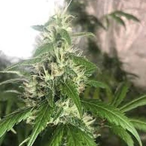 Rainbow Chip (50/50 Hybrid) (1/8 OZ Only)