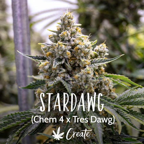 StarDawg (Recreational)