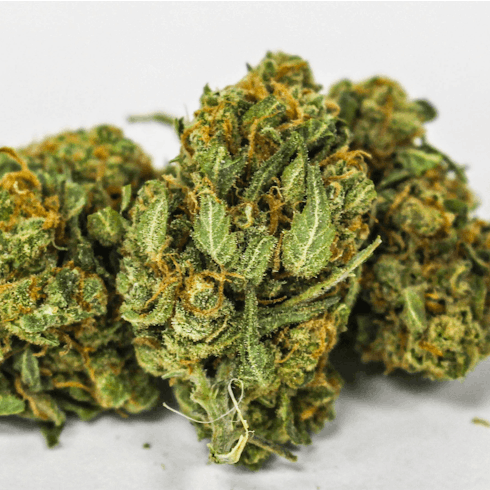Gold-14.1-Lemon Skunk