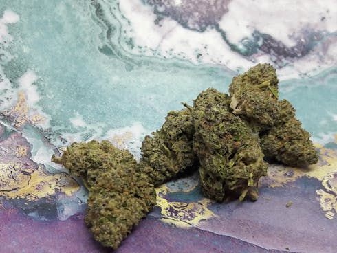 Lavender X Purple Hindu Kush
