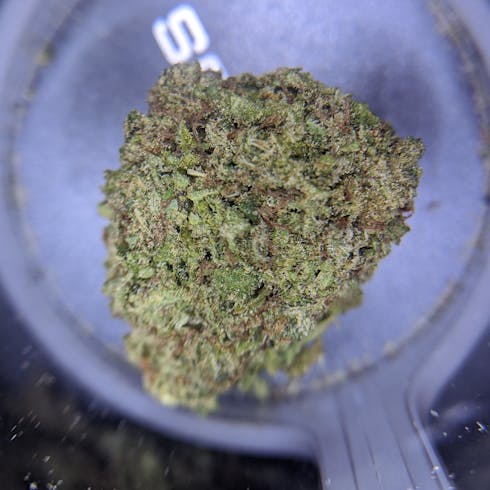 ORANGE SHERBET