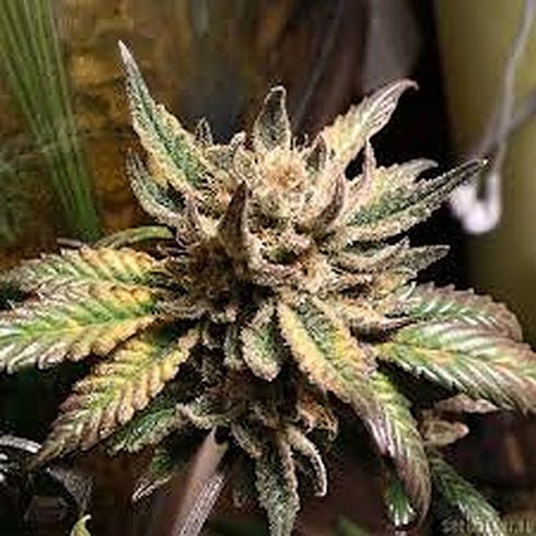Herijuana (Indica)