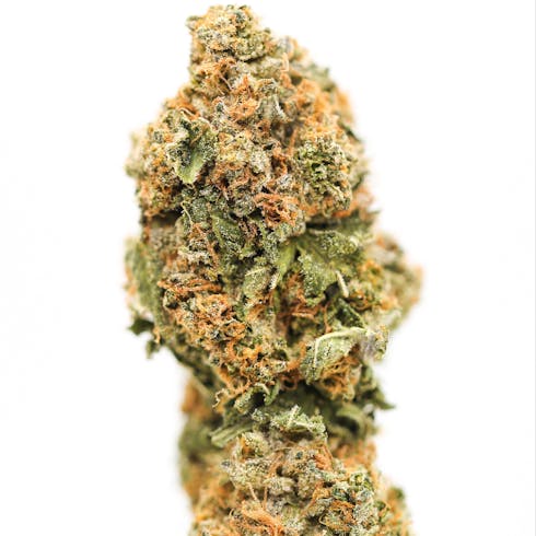 Blue Widow