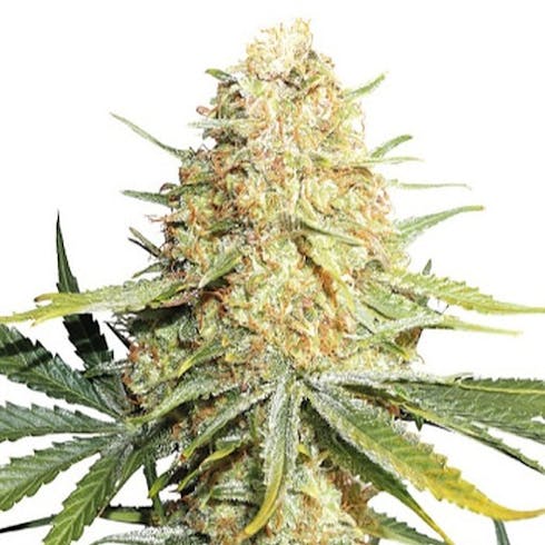 REC Zkittles (ABC Farms)