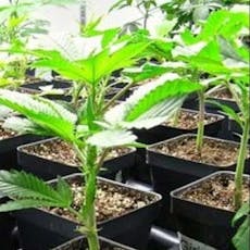 NYC Diesel Clone