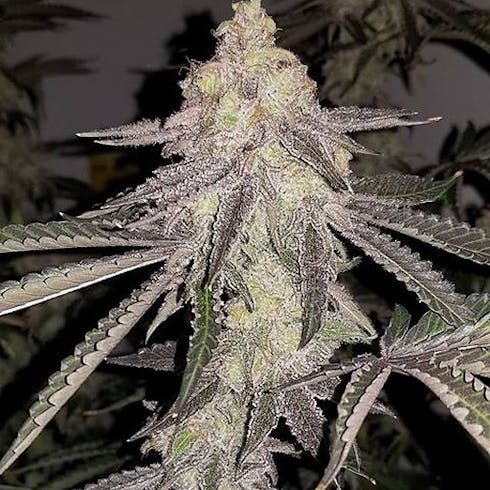 MED Fatso (The Heights Co.)