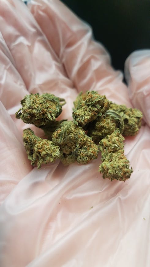 CLEMENTINE (TAX INCLUDED)