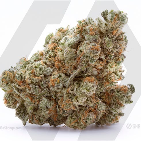 King Tut