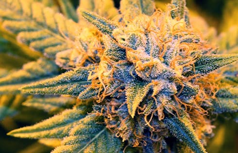 Lucky Haze Train
