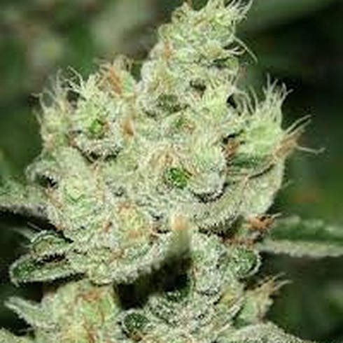 Citrus Sap